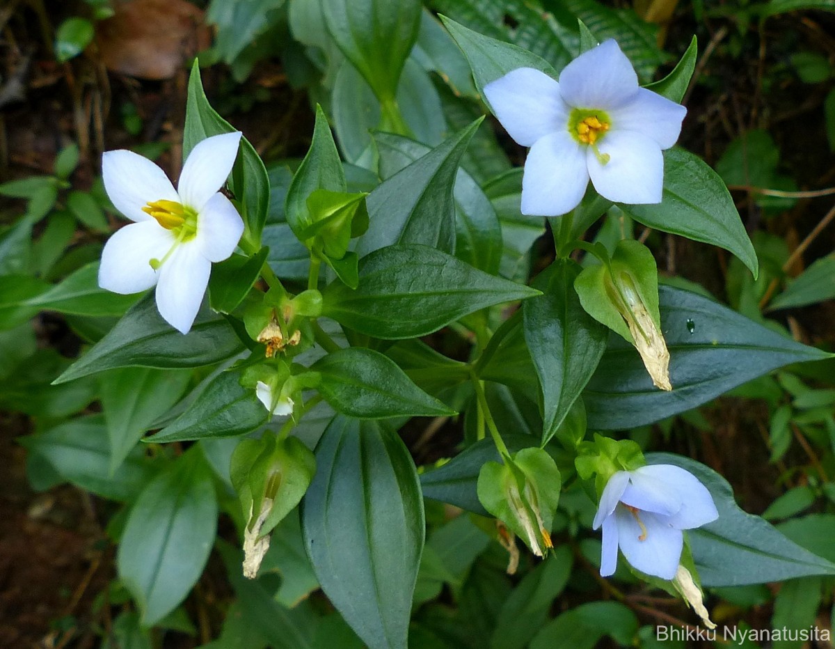 Exacum pallidum (Trimen) Klack.